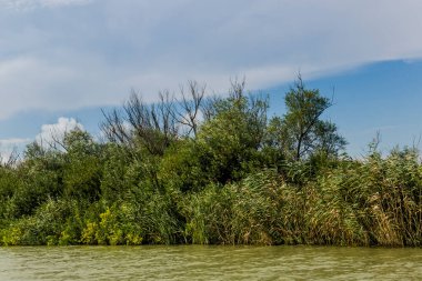a riverside landscape of Danube delta wide reeds and trees, Odessa region, Ukraine