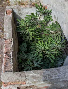 fig tree growing from the pit of basement of a old brick house