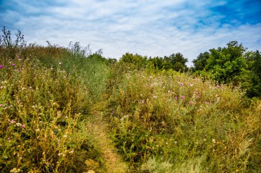 a thin rural road between a curled thistle (carduus crispus) flowering plant in the meadow