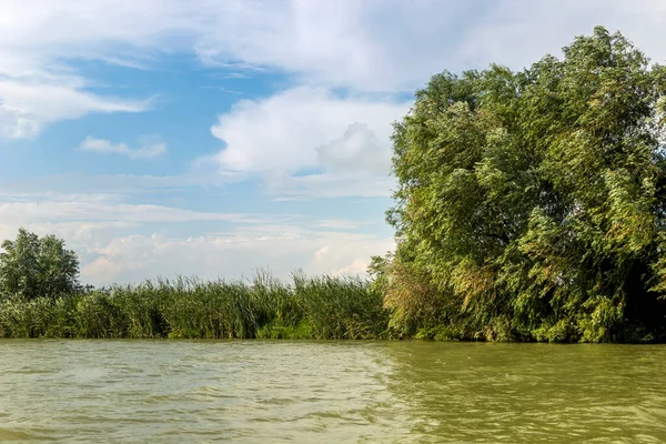 Riverside Landscape Danube Delta Wide Reeds Trees Odessa Region Ukraine — Foto de Stock