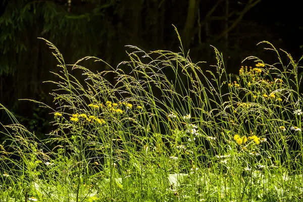 Close Grass Flowers Meadow — Stock Photo, Image