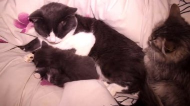 a two sleeping small grey kittens and big cat parents