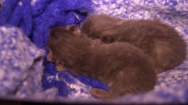 close-up of a two sleeping small cute grey newborn kittens