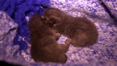 close-up of a two sleeping small cute grey newborn kittens