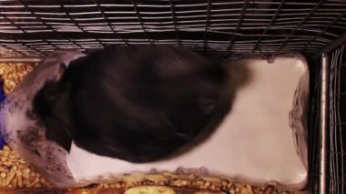 upper view of close-up of a grey chinchilla cleaning itself at the sand