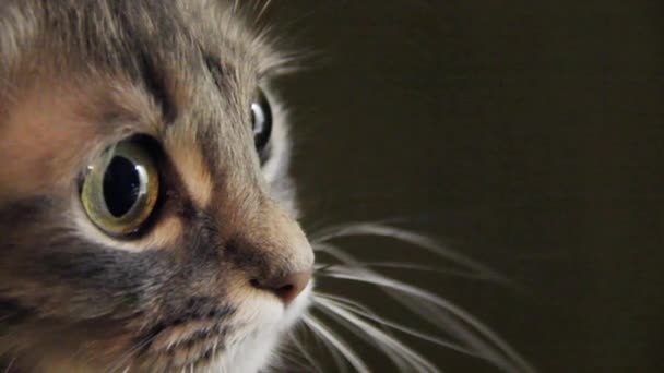 Grey Female Cat Big Yellow Eyes Portrait — Stock Video