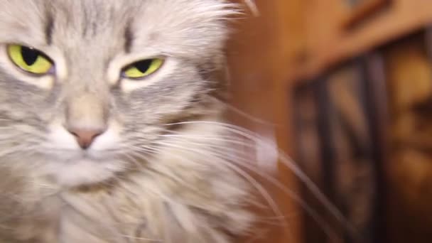 Grey Female Cat Big Yellow Eyes Portrait — Stock videók