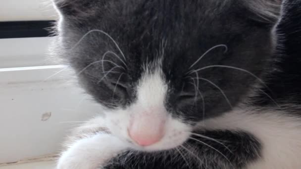 Small Grey Kitten Sitting Windowsill — Stock videók