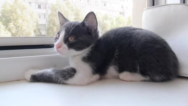 Small Grey Kitten Sitting Windowsill — Stockvideo