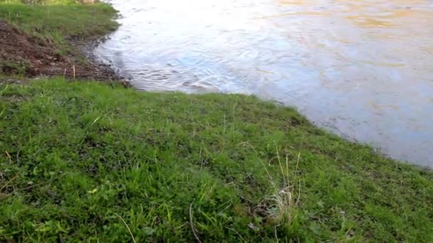 Close Green Grass Bank Small Fast River — Wideo stockowe