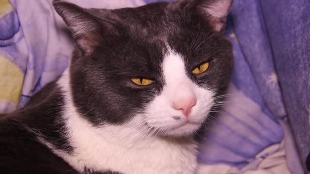 Close Human Hand Strokes Big Gray White Cat Cat Yawns — Vídeos de Stock