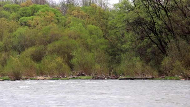 Landscape Opir River Carpathian Skole Beskids National Nature Park Lviv — Stock video