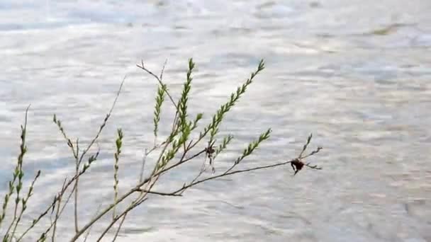 Close Bush Branches Green Leaves Water Fast River — Vídeo de Stock