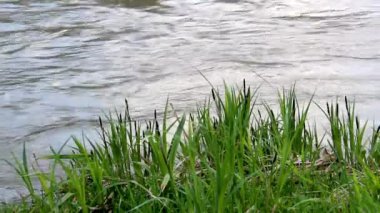 close-up of a green grass at the bank of small fast river