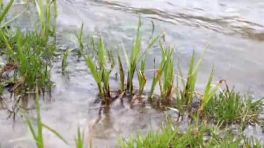 close-up of a green grass at the bank of small fast river
