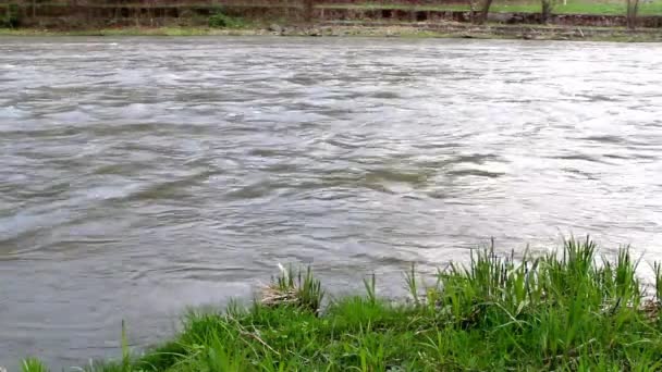 Close Green Grass Bank Small Fast River — Wideo stockowe