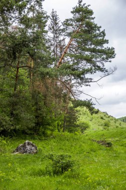 a some pine trees on the edge of the Ukrainian forest