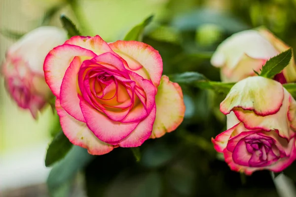 Close Blossoming Pink Roses Flower — Stok Foto