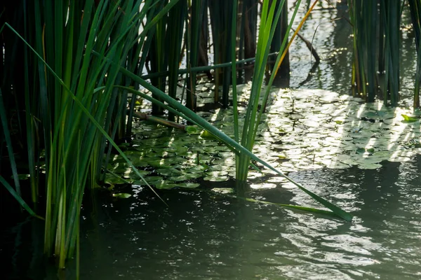 Close Reeds River Water — Foto de Stock