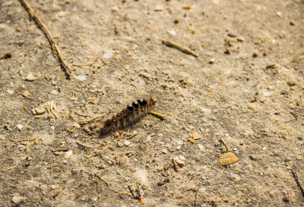 Close Small Caterpillar Crawling Sand — Stok fotoğraf