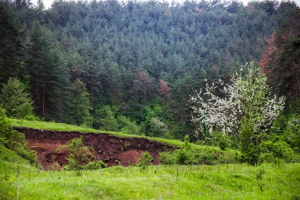 Blossoming Wild Apple Tree Pine Forest Ukrainian Village — Stockfoto