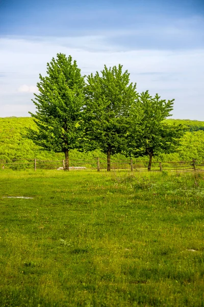 Some Trees Wooden Fence Edge Ukrainian Village — Zdjęcie stockowe