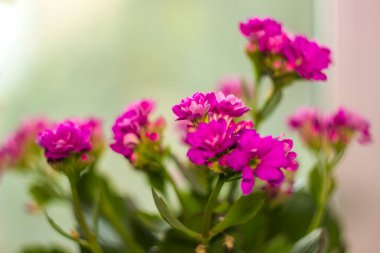 close-up of a pink blossoming flowers of flaming Katy (Kalanchoe blossfeldiana)