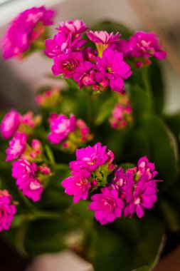 close-up of a pink blossoming flowers of flaming Katy (Kalanchoe blossfeldiana)