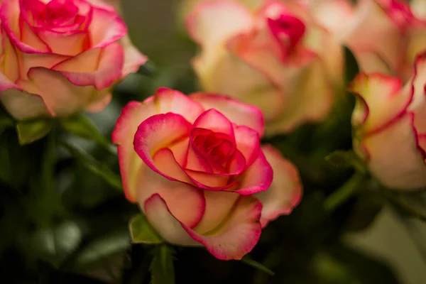 Close Blossoming Pink Roses Flower — Stockfoto