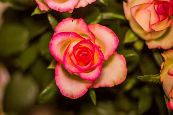 Close Blossoming Pink Roses Flower —  Fotos de Stock