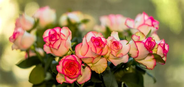 Close Small Pink Roses Bouquet — Stockfoto
