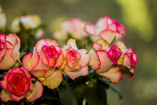 Close Blossoming Pink Roses Flower — Fotografia de Stock