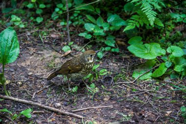 Ormanda bir şarkının ardıç kuşu (Turdus philomelos) yakın plan çekimi