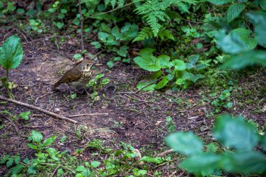 Ormanda bir şarkının ardıç kuşu (Turdus philomelos) yakın plan çekimi