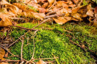 Ormandaki yeşil bir yosunun yakın çekimi.