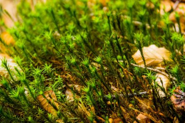 Ormandaki yeşil bir yosunun yakın çekimi.