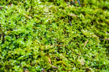 Ormandaki yeşil bir yosunun yakın çekimi.