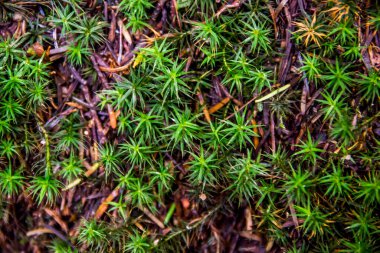Ormandaki yeşil bir yosunun yakın çekimi.