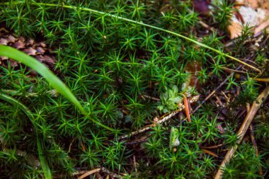 Ormandaki yeşil bir yosunun yakın çekimi.