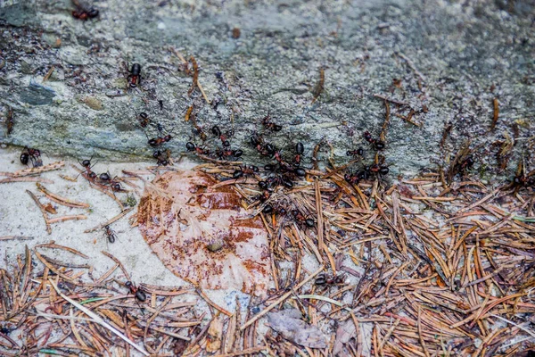 Zblízka Červeného Dřeva Mravenců Formica Rufa Betonové Desce — Stock fotografie