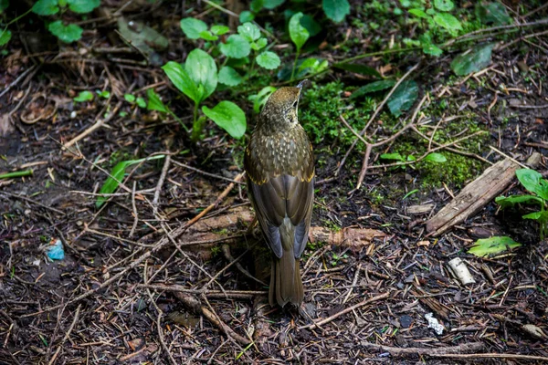 Close Song Thrush Turdus Philomelos Forest — Stock Photo, Image