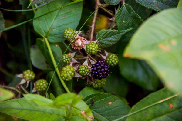 Ramura Aproape Mure Morus Nigra Fructe Padure Verzi Coapte Pădure — Fotografie, imagine de stoc