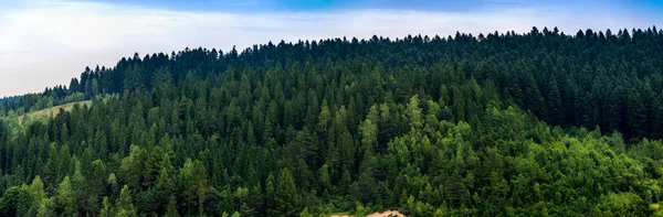 Une Forêt Épinettes Dans Les Carpates Ukrainiennes Parc National Skolivski — Photo