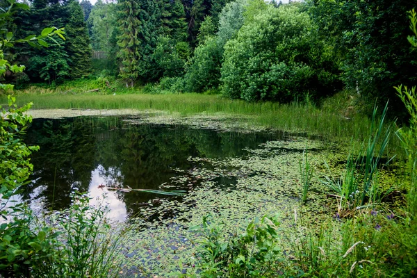 Pequeño Lago Bosque Los Cárpatos Ucrania — Foto de Stock