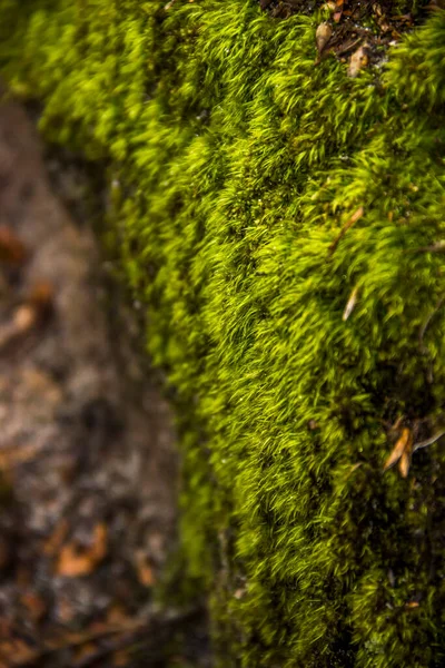 Nahaufnahme Eines Grünen Moos Wald — Stockfoto