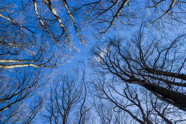 Bakgrund Kala Träd Skogen Som Sträcker Sig Upp Till Himlen — Stockfoto
