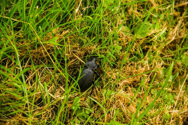 Nahaufnahme Eines Großen Schwarzen Käfers Gras Karpatenwald — Stockfoto