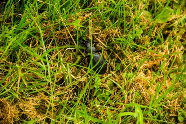 Karpat Ormanındaki Çimlerin Üzerinde Büyük Siyah Bir Böceğin Yakın Çekimi — Stok fotoğraf