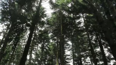 Ukrayna Karpatları 'nda bir ladin ormanı, ulusal park Skolivski beskidy, Batı Ukrayna' nın Lviv bölgesi