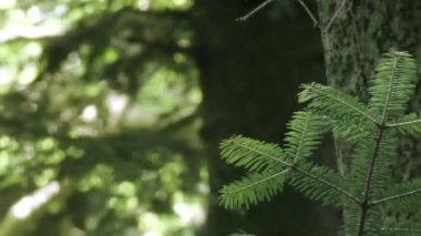 Avrupa gümüş köknar dalına yakın çekim (Abies alba)